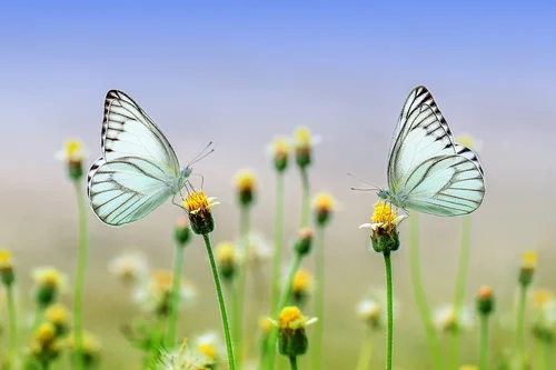 бабочка, бабочки, насекомые, растительность, зелень, микромир, стебель, трава, голубые, зеленые, желтые